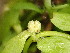  ( - EDNA24-0067054)  @11 [ ] CreativeCommons Attribution NonCommercial ShareAlike (2024) Andy Griffiths Royal Botanic Garden, Edinburgh