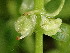  ( - EDNA24-0067054)  @11 [ ] CreativeCommons Attribution NonCommercial ShareAlike (2024) Andy Griffiths Royal Botanic Garden, Edinburgh