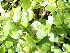  ( - EDNA24-0067054)  @11 [ ] CreativeCommons Attribution NonCommercial ShareAlike (2024) Andy Griffiths Royal Botanic Garden, Edinburgh