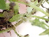  ( - EDNA24-0067054)  @11 [ ] CreativeCommons Attribution NonCommercial ShareAlike (2024) Andy Griffiths Royal Botanic Garden, Edinburgh