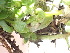  ( - EDNA24-0067054)  @11 [ ] CreativeCommons Attribution NonCommercial ShareAlike (2024) Andy Griffiths Royal Botanic Garden, Edinburgh