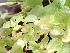  ( - EDNA24-0067054)  @11 [ ] CreativeCommons Attribution NonCommercial ShareAlike (2024) Andy Griffiths Royal Botanic Garden, Edinburgh