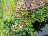  ( - EDNA24-0067056)  @11 [ ] CreativeCommons Attribution NonCommercial ShareAlike (2024) Andy Griffiths Royal Botanic Garden, Edinburgh