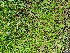  ( - EDNA24-0067057)  @11 [ ] CreativeCommons Attribution NonCommercial ShareAlike (2024) Andy Griffiths Royal Botanic Garden, Edinburgh