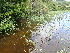  ( - EDNA24-0067030)  @11 [ ] CreativeCommons Attribution NonCommercial ShareAlike (2024) Andy Griffiths Royal Botanic Garden, Edinburgh