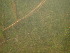  ( - EDNA24-0067030)  @11 [ ] CreativeCommons Attribution NonCommercial ShareAlike (2024) Andy Griffiths Royal Botanic Garden, Edinburgh