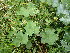  (Alchemilla sciura - EDNA24-0067059)  @11 [ ] CreativeCommons Attribution NonCommercial ShareAlike (2024) Andy Griffiths Royal Botanic Garden, Edinburgh