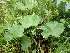  ( - EDNA24-0067059)  @11 [ ] CreativeCommons Attribution NonCommercial ShareAlike (2024) Andy Griffiths Royal Botanic Garden, Edinburgh