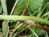  ( - EDNA24-0067059)  @11 [ ] CreativeCommons Attribution NonCommercial ShareAlike (2024) Andy Griffiths Royal Botanic Garden, Edinburgh