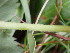  ( - EDNA24-0067059)  @11 [ ] CreativeCommons Attribution NonCommercial ShareAlike (2024) Andy Griffiths Royal Botanic Garden, Edinburgh