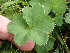 ( - EDNA24-0067059)  @11 [ ] CreativeCommons Attribution NonCommercial ShareAlike (2024) Andy Griffiths Royal Botanic Garden, Edinburgh