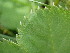  ( - EDNA24-0067059)  @11 [ ] CreativeCommons Attribution NonCommercial ShareAlike (2024) Andy Griffiths Royal Botanic Garden, Edinburgh