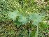  (Alchemilla filicaulis - EDNA24-0067060)  @11 [ ] CreativeCommons Attribution NonCommercial ShareAlike (2024) Andy Griffiths Royal Botanic Garden, Edinburgh