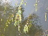  ( - EDNA24-0067031)  @11 [ ] CreativeCommons Attribution NonCommercial ShareAlike (2024) Andy Griffiths Royal Botanic Garden, Edinburgh