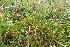  ( - EDNA20-0060289)  @11 [ ] CreativeCommons Attribution NonCommercial ShareAlike (2047) David Bell Royal Botanic Garden, Edinburgh
