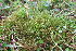  ( - EDNA20-0060289)  @11 [ ] CreativeCommons Attribution NonCommercial ShareAlike (2048) David Bell Royal Botanic Garden, Edinburgh