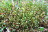  ( - EDNA20-0060289)  @11 [ ] CreativeCommons Attribution NonCommercial ShareAlike (2050) David Bell Royal Botanic Garden, Edinburgh