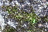  ( - EDNA20-0060304)  @11 [ ] CreativeCommons Attribution NonCommercial ShareAlike (2065) David Bell Royal Botanic Garden, Edinburgh