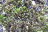  ( - EDNA20-0060304)  @11 [ ] CreativeCommons Attribution NonCommercial ShareAlike (2067) David Bell Royal Botanic Garden, Edinburgh