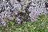  ( - EDNA20-0060304)  @11 [ ] CreativeCommons Attribution NonCommercial ShareAlike (2064) David Bell Royal Botanic Garden, Edinburgh