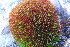  ( - EDNA20-0060291)  @11 [ ] CreativeCommons Attribution NonCommercial ShareAlike (2080) David Bell Royal Botanic Garden, Edinburgh