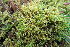  ( - EDNA20-0060275)  @11 [ ] CreativeCommons Attribution NonCommercial ShareAlike (2197) David Bell Royal Botanic Garden, Edinburgh