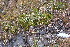  ( - EDNA20-0060275)  @11 [ ] CreativeCommons Attribution NonCommercial ShareAlike (2195) David Bell Royal Botanic Garden, Edinburgh