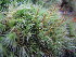  ( - EDNA21-0060702)  @11 [ ] CreativeCommons Attribution NonCommercial ShareAlike (2370) David Bell Royal Botanic Garden, Edinburgh