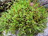  ( - EDNA21-0060702)  @11 [ ] CreativeCommons Attribution NonCommercial ShareAlike (2371) David Bell Royal Botanic Garden, Edinburgh