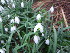  ( - EDNA23-0064203)  @11 [ ] CreativeCommons  Attribution Non-Commercial Share-Alike (2025) David Belll Royal Botanic Garden Edinburgh