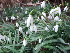  ( - EDNA23-0064203)  @11 [ ] CreativeCommons  Attribution Non-Commercial Share-Alike (2025) David Belll Royal Botanic Garden Edinburgh