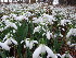  ( - EDNA23-0064204)  @11 [ ] CreativeCommons  Attribution Non-Commercial Share-Alike (2025) David Belll Royal Botanic Garden Edinburgh