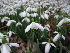  ( - EDNA23-0064204)  @11 [ ] CreativeCommons  Attribution Non-Commercial Share-Alike (2025) David Belll Royal Botanic Garden Edinburgh