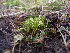  ( - EDNA23-0064244)  @11 [ ] CreativeCommons  Attribution Non-Commercial Share-Alike (2025) David Belll Royal Botanic Garden Edinburgh
