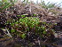  ( - EDNA23-0064244)  @11 [ ] CreativeCommons  Attribution Non-Commercial Share-Alike (2025) David Belll Royal Botanic Garden Edinburgh