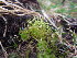  ( - EDNA23-0064244)  @11 [ ] CreativeCommons  Attribution Non-Commercial Share-Alike (2025) David Belll Royal Botanic Garden Edinburgh