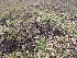 ( - EDNA23-0064244)  @11 [ ] CreativeCommons  Attribution Non-Commercial Share-Alike (2025) David Belll Royal Botanic Garden Edinburgh