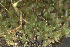  ( - EDNA23-0064244)  @11 [ ] CreativeCommons  Attribution Non-Commercial Share-Alike (2025) David Belll Royal Botanic Garden Edinburgh