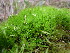  ( - EDNA23-0064239)  @11 [ ] CreativeCommons  Attribution Non-Commercial Share-Alike (2025) David Belll Royal Botanic Garden Edinburgh