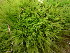  ( - EDNA23-0064239)  @11 [ ] CreativeCommons  Attribution Non-Commercial Share-Alike (2025) David Belll Royal Botanic Garden Edinburgh