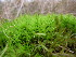  ( - EDNA23-0064239)  @11 [ ] CreativeCommons  Attribution Non-Commercial Share-Alike (2025) David Belll Royal Botanic Garden Edinburgh