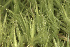  ( - EDNA23-0064239)  @11 [ ] CreativeCommons  Attribution Non-Commercial Share-Alike (2025) David Belll Royal Botanic Garden Edinburgh