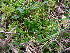  ( - EDNA23-0064238)  @11 [ ] CreativeCommons  Attribution Non-Commercial Share-Alike (2025) David Belll Royal Botanic Garden Edinburgh