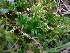  ( - EDNA23-0064238)  @11 [ ] CreativeCommons  Attribution Non-Commercial Share-Alike (2025) David Belll Royal Botanic Garden Edinburgh