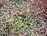  ( - EDNA23-0064238)  @11 [ ] CreativeCommons  Attribution Non-Commercial Share-Alike (2025) David Belll Royal Botanic Garden Edinburgh