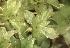  ( - EDNA23-0064238)  @11 [ ] CreativeCommons  Attribution Non-Commercial Share-Alike (2025) David Belll Royal Botanic Garden Edinburgh