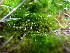  ( - EDNA23-0064247)  @11 [ ] CreativeCommons  Attribution Non-Commercial Share-Alike (2025) David Belll Royal Botanic Garden Edinburgh