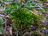  ( - EDNA23-0064247)  @11 [ ] CreativeCommons  Attribution Non-Commercial Share-Alike (2025) David Belll Royal Botanic Garden Edinburgh