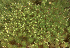  ( - EDNA23-0064247)  @11 [ ] CreativeCommons  Attribution Non-Commercial Share-Alike (2025) David Belll Royal Botanic Garden Edinburgh