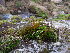  ( - EDNA23-0064252)  @11 [ ] CreativeCommons  Attribution Non-Commercial Share-Alike (2025) David Belll Royal Botanic Garden Edinburgh